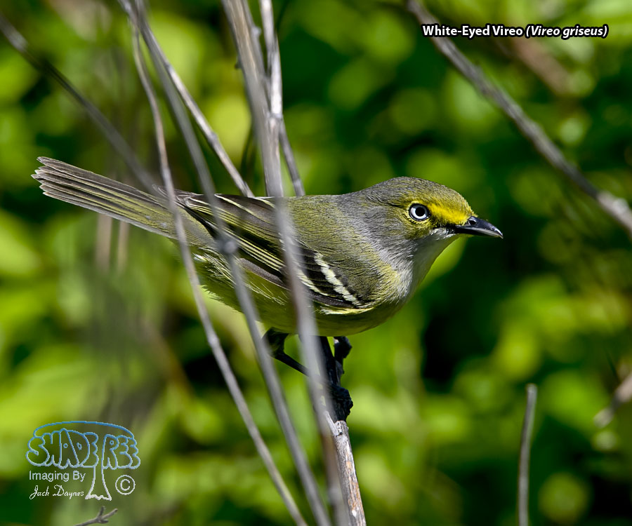 White-Eyed Vireo - Vireo griseus
