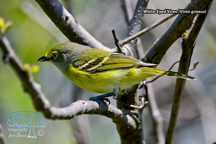 White-Eyed Vireo - Vireo griseus