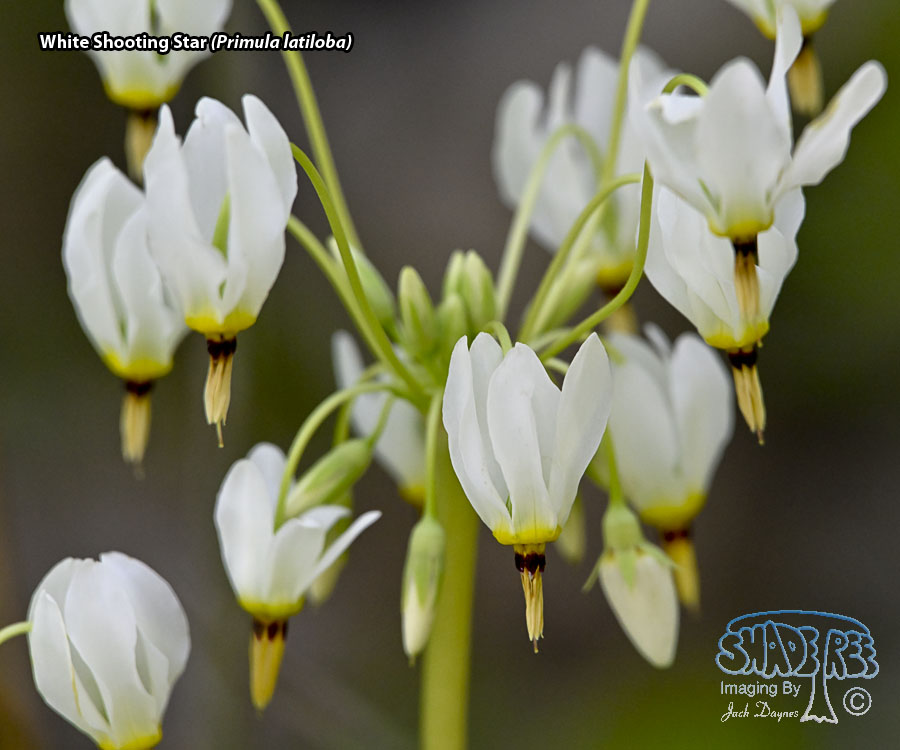 White Shooting Star - Primula latiloba