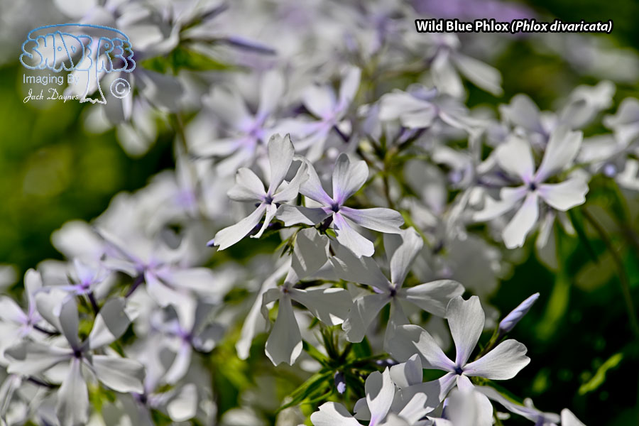 Wild Blue Phlox - Phlox divaricata
