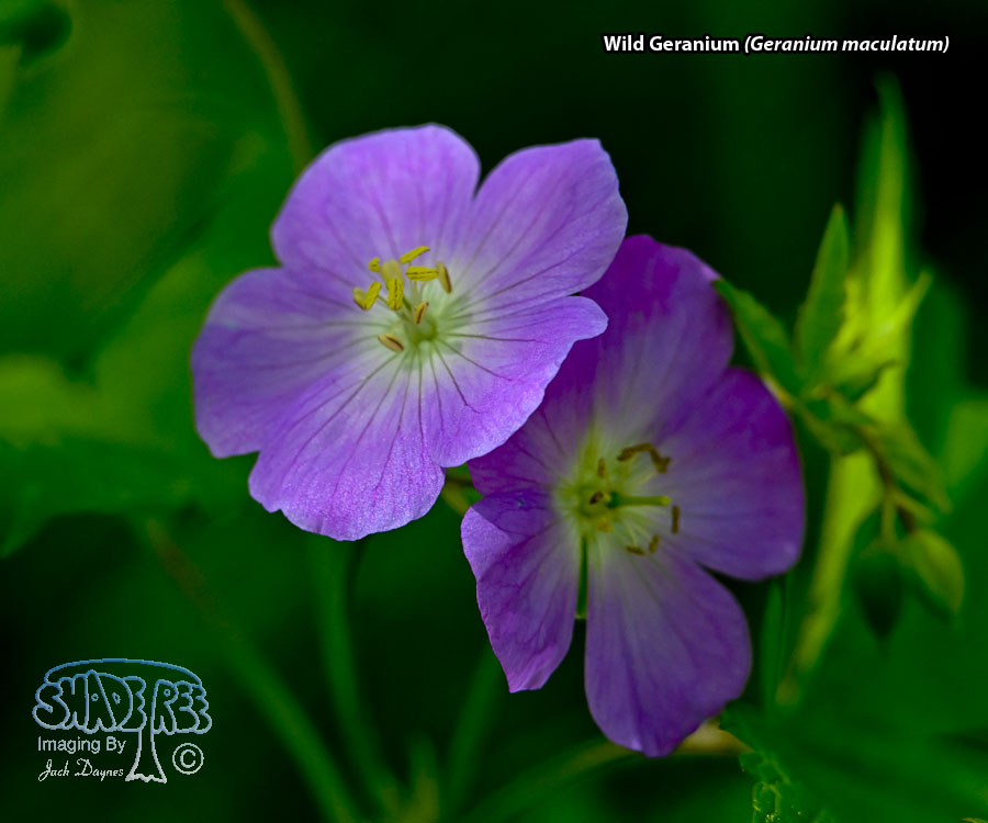 Wild Geranium - Geranium maculatum