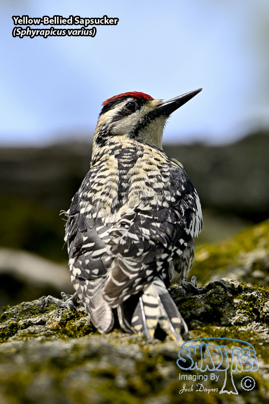 Yellow-Bellied Sapsucker - Sphyrapicus varius