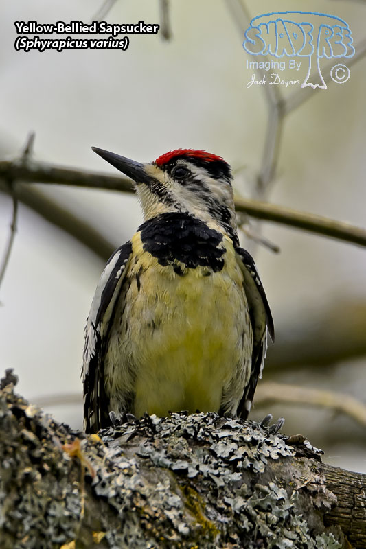 Yellow-Bellied Sapsucker - Sphyrapicus varius