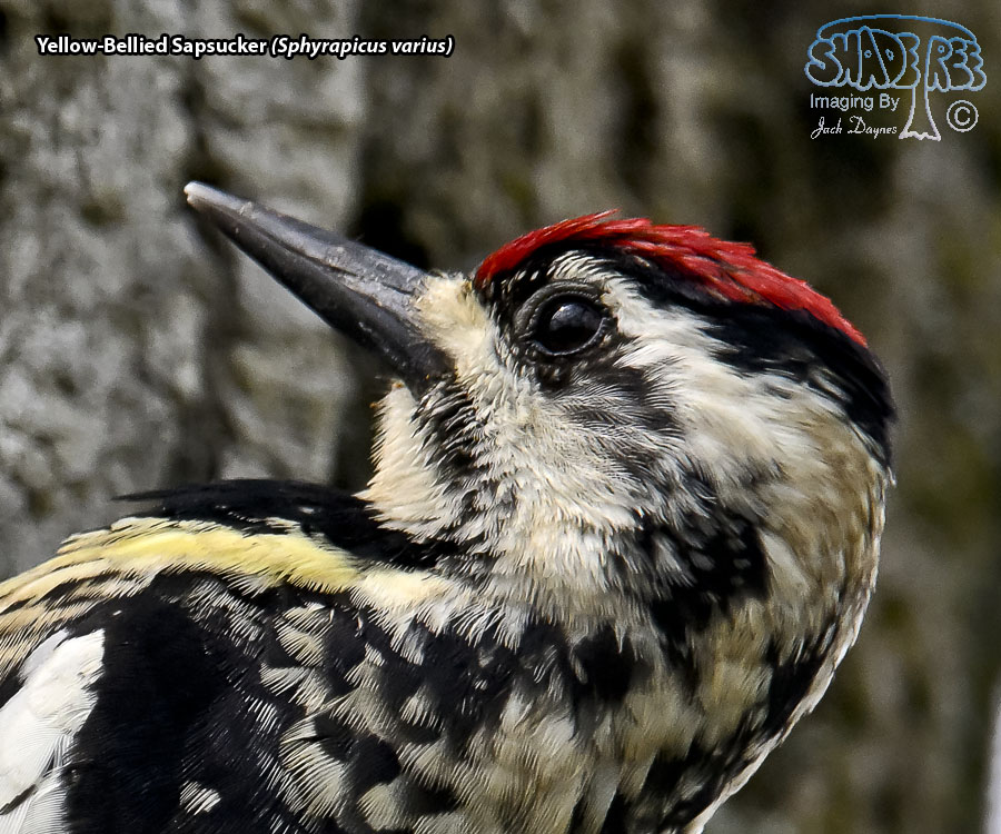 Yellow-Bellied Sapsucker - Sphyrapicus varius