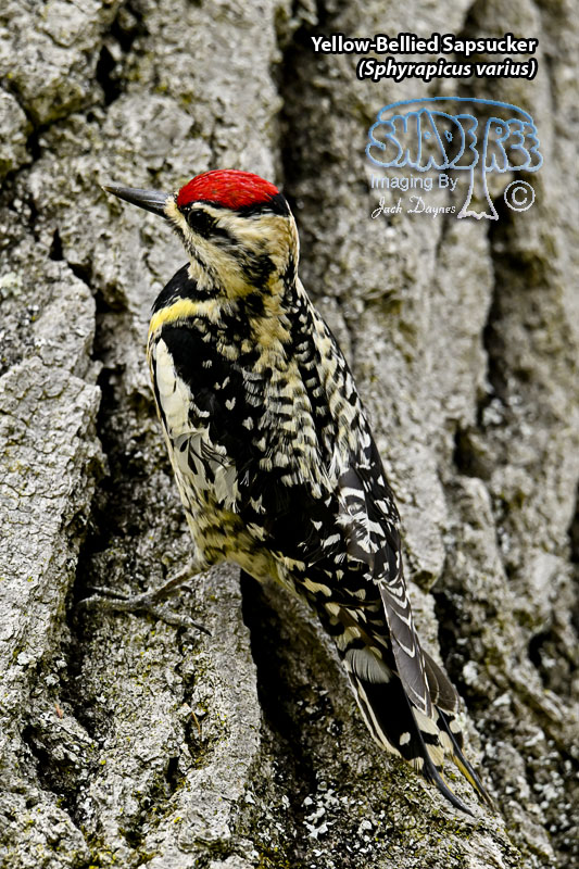 Yellow-Bellied Sapsucker - Sphyrapicus varius