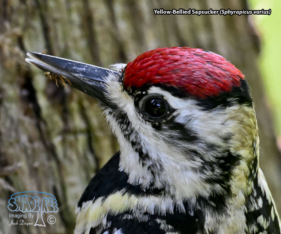 Yellow-Bellied Sapsucker - Sphyrapicus varius