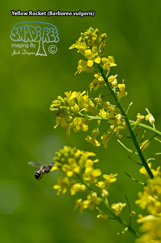 Yellow Rocket - Barbarea vulgaris