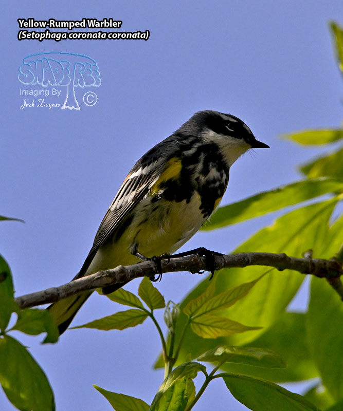 Yellow-Rumped Warbler - Setophaga coronata coronata