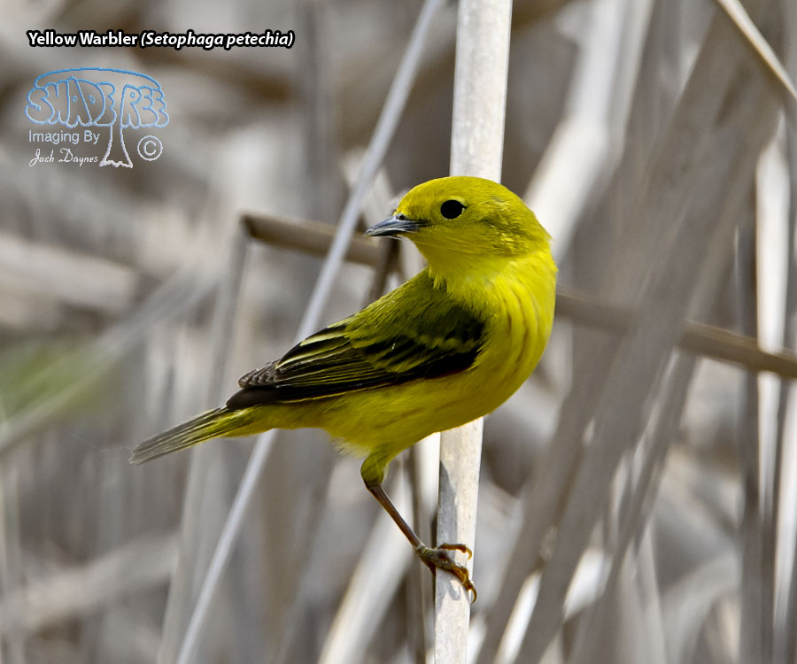 Yellow Warbler - Setophaga petechia