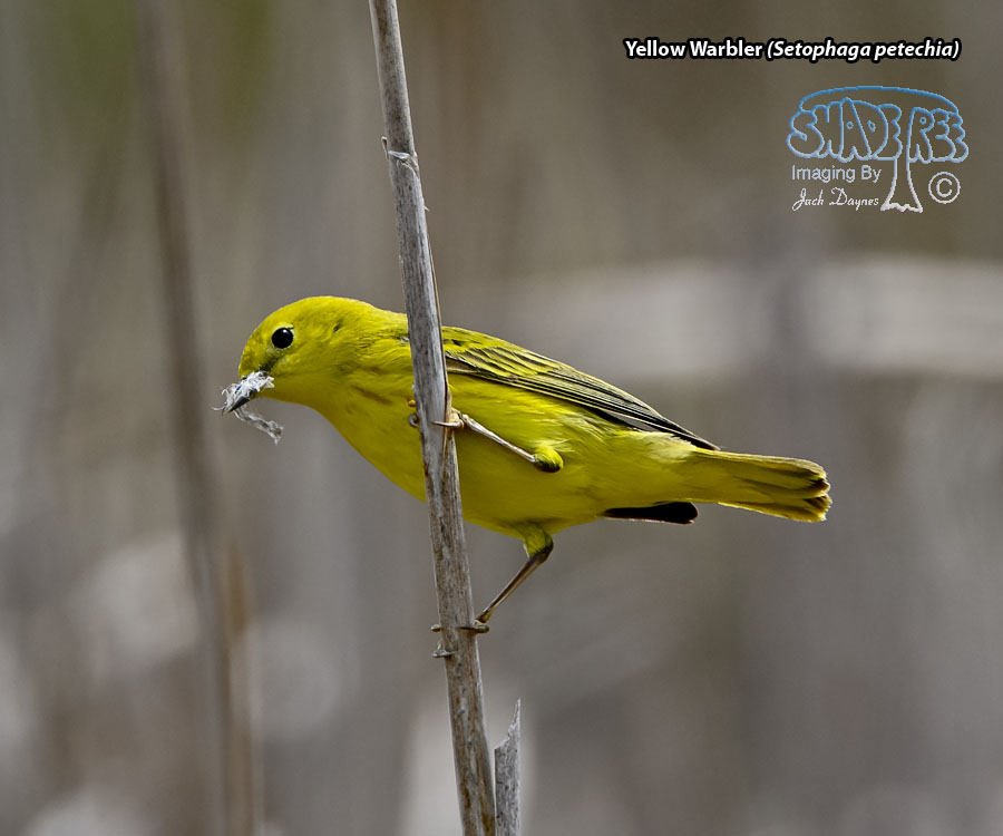 Yellow Warbler - Setophaga petechia