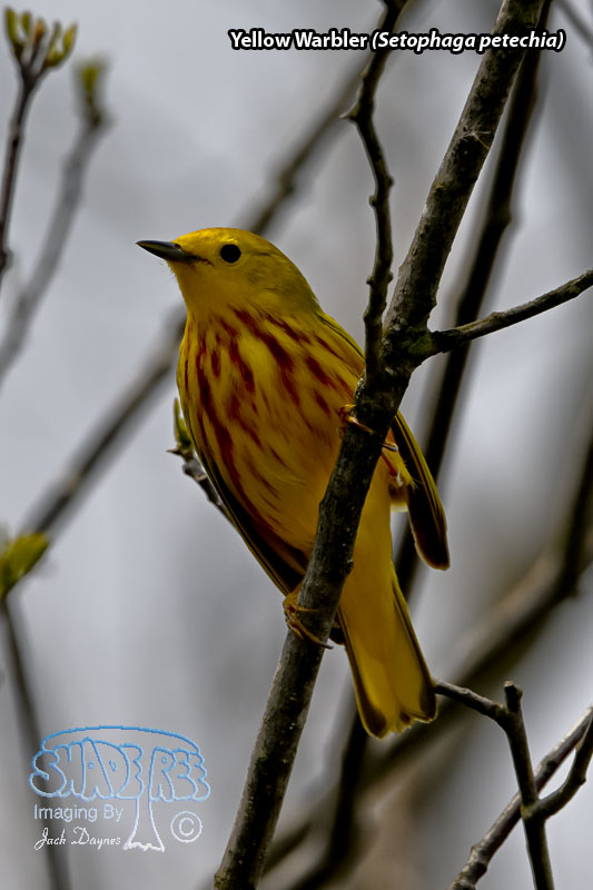 Yellow Warbler - Setophaga petechia