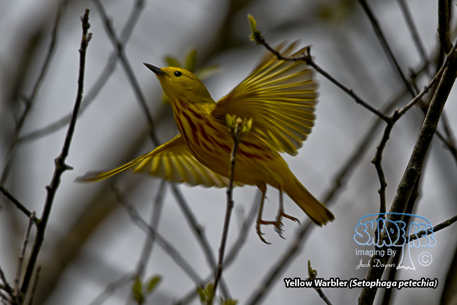 Yellow Warbler - Setophaga petechia