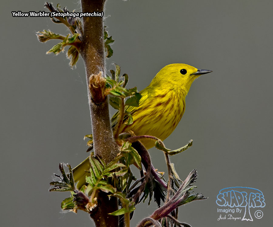 Yellow Warbler - Setophaga petechia