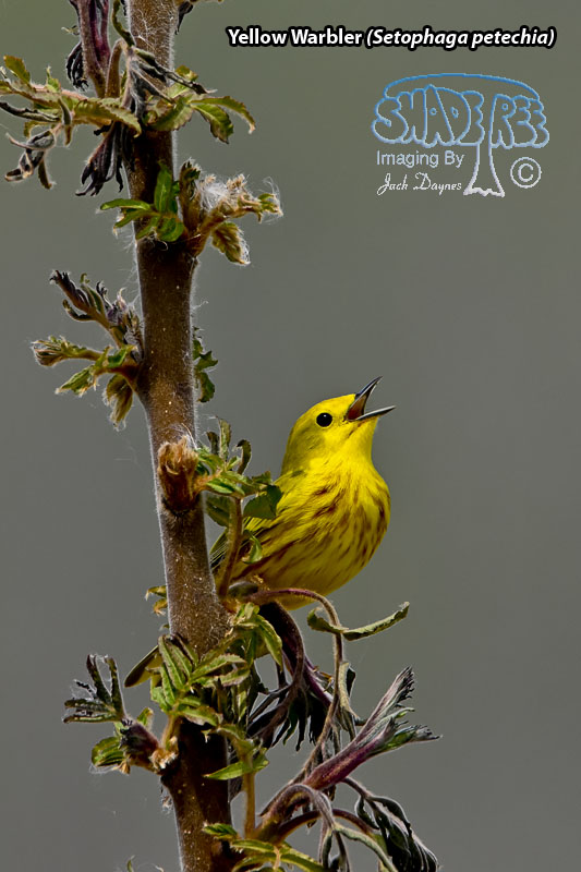 Yellow Warbler - Setophaga petechia