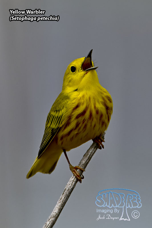 Yellow Warbler - Setophaga petechia