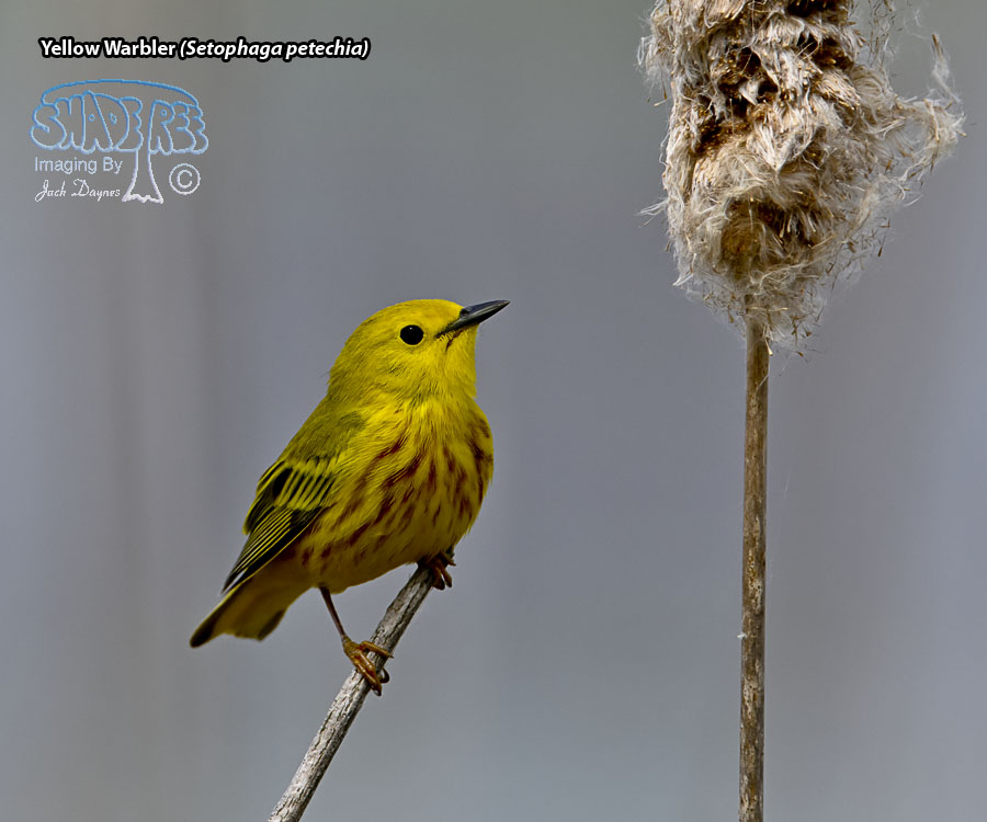 Yellow Warbler - Setophaga petechia