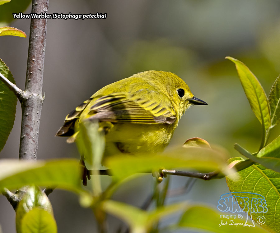 Yellow Warbler - Setophaga petechia