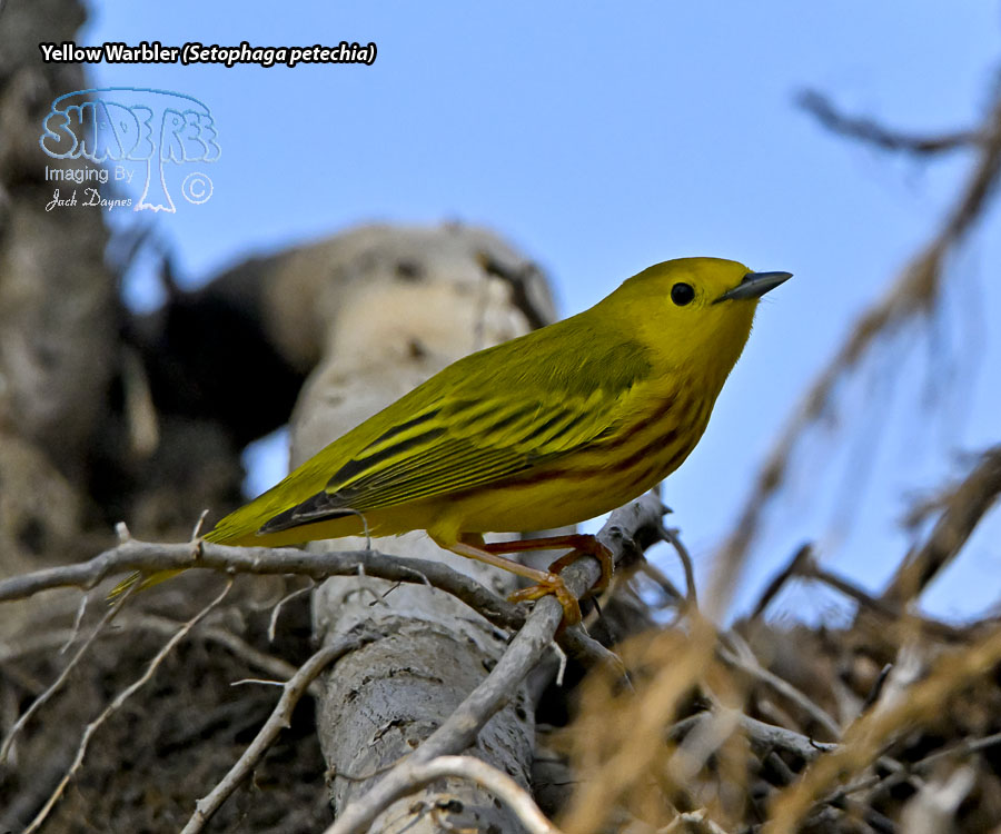 Yellow Warbler - Setophaga petechia