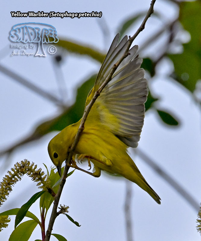 Yellow Warbler - Setophaga petechia