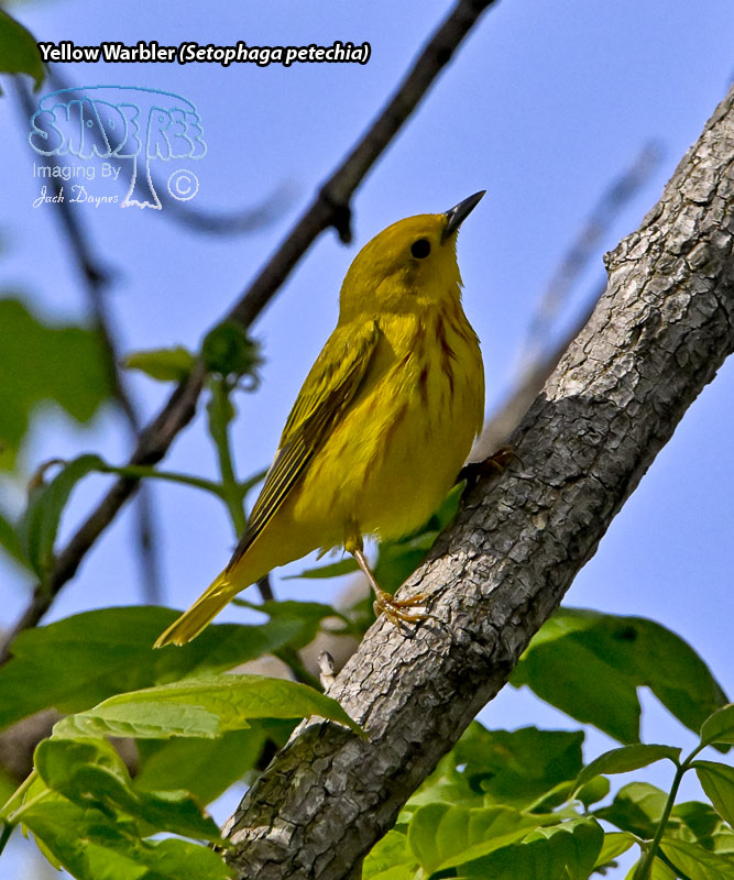 Yellow Warbler - Setophaga petechia