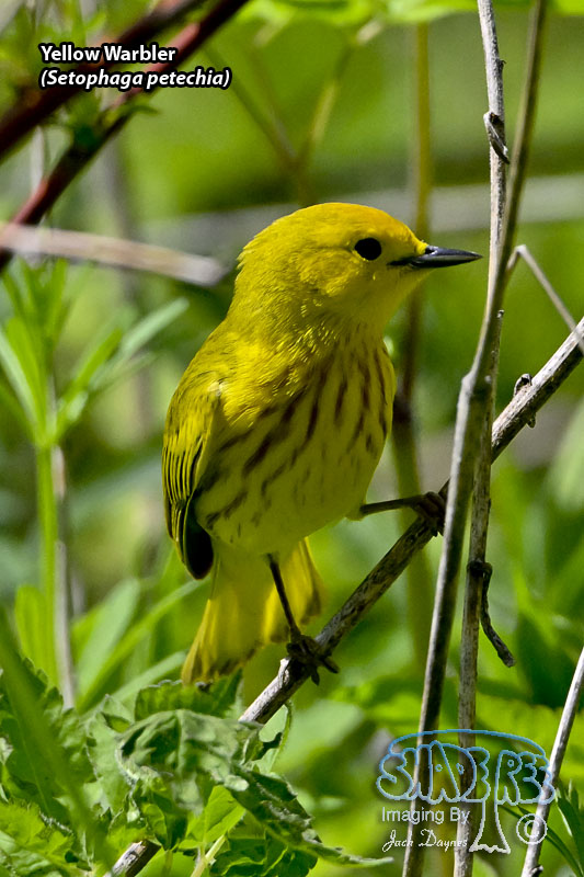 Yellow Warbler - Setophaga petechia