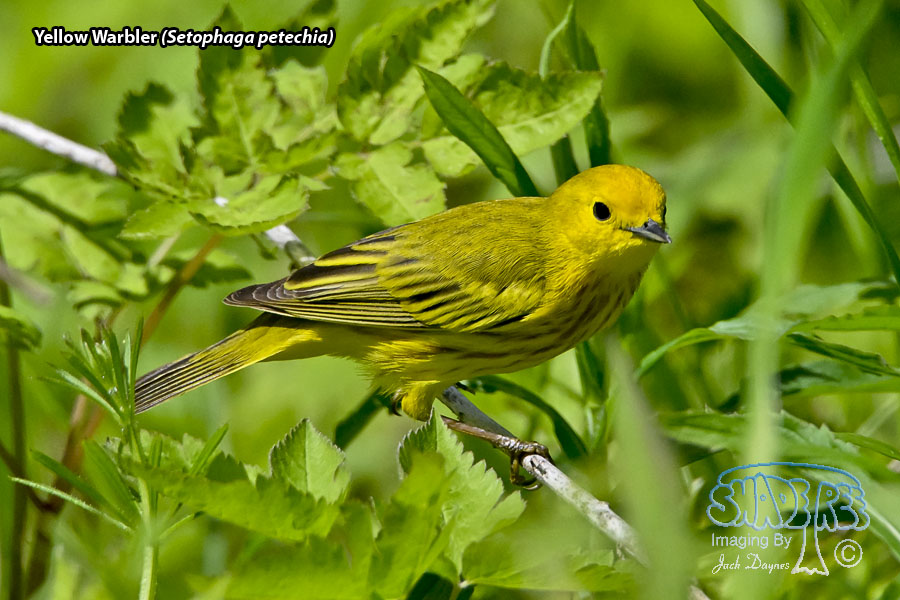 Yellow Warbler - Setophaga petechia