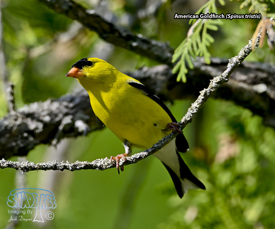 American Goldfinch - Spinus tristis