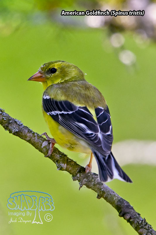 American Goldfinch - Spinus tristis