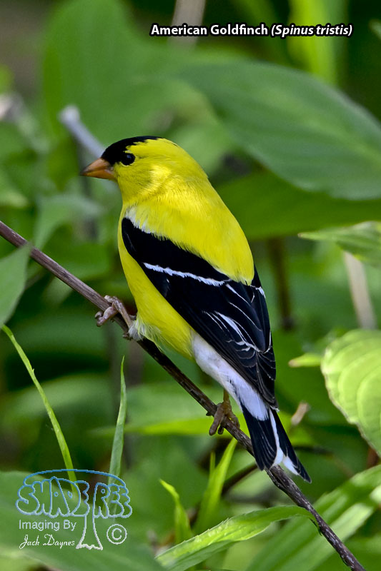 American Goldfinch - Spinus tristis