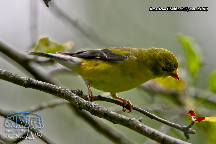American Goldfinch - Spinus tristis
