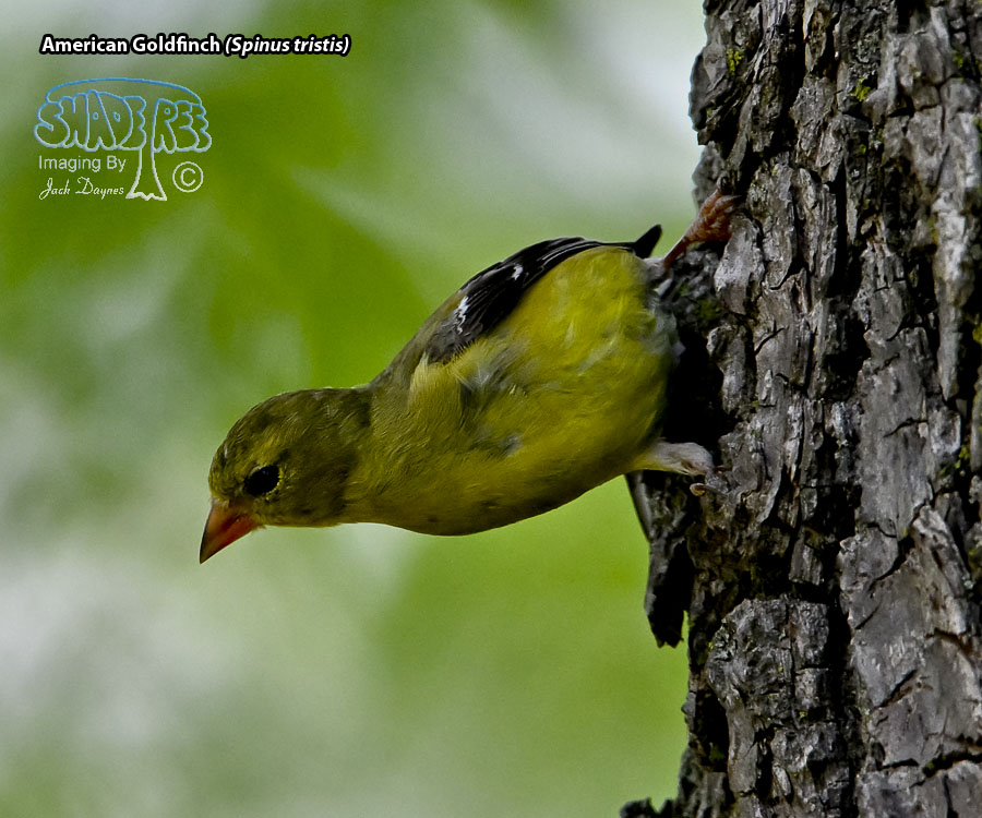 American Goldfinch - Spinus tristis