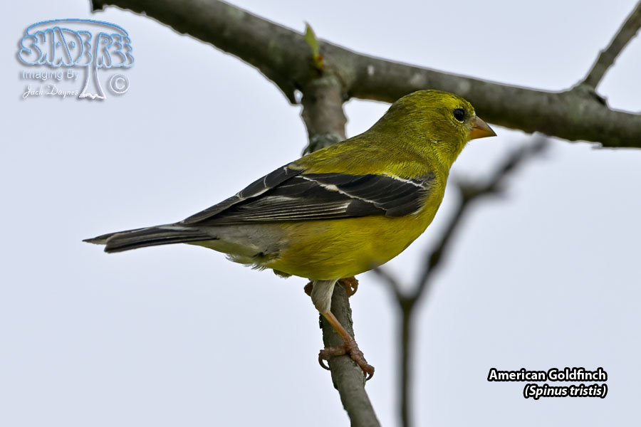 American Goldfinch - Spinus tristis