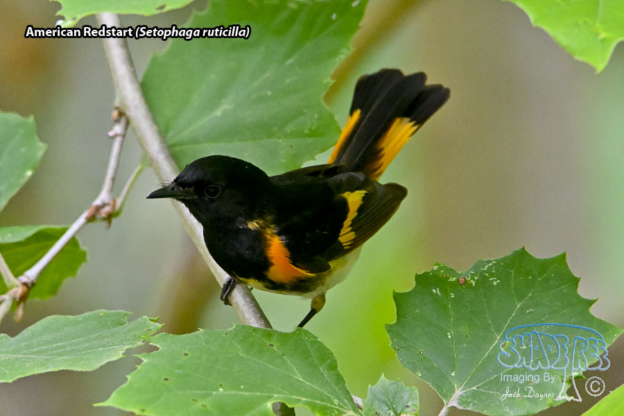 American Redstart - Setophaga ruticilla