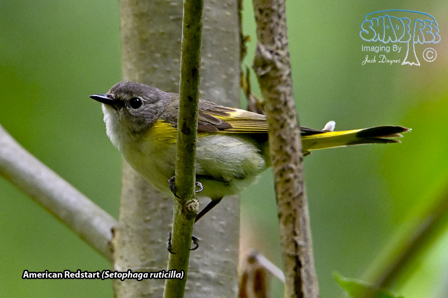 American Redstart - Setophaga ruticilla