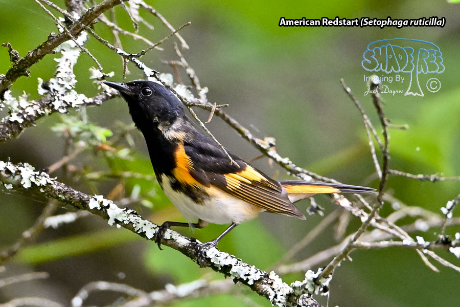 American Redstart - Setophaga ruticilla