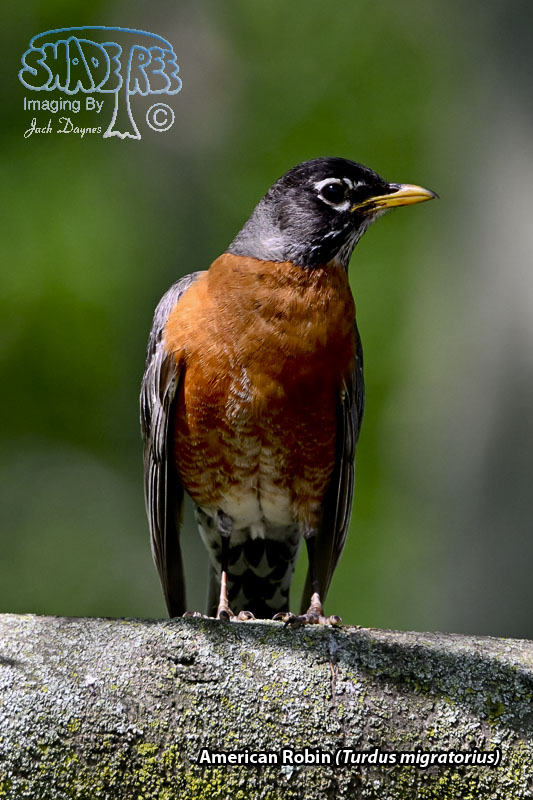 American Robin - Turdus migratorius