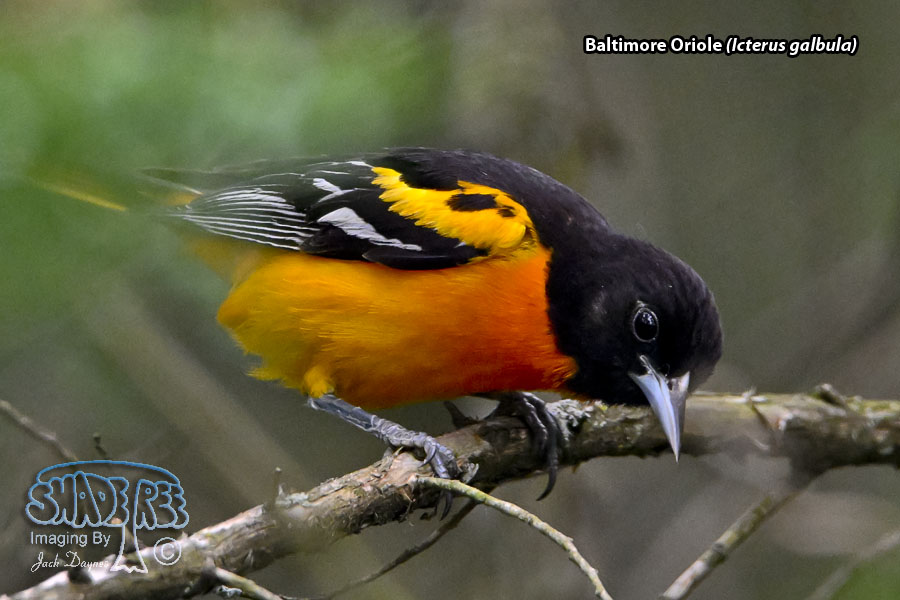Baltimore Oriole - Icterus galbula