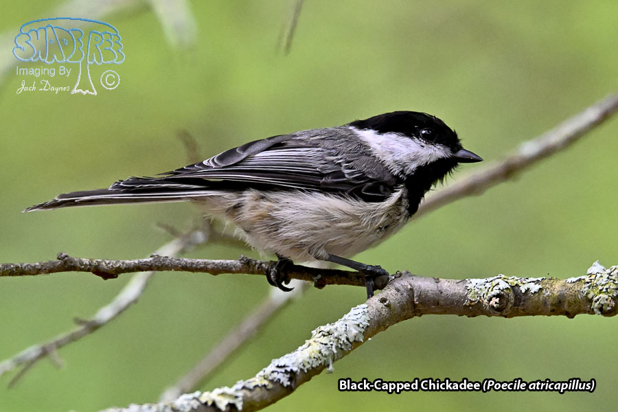 Black-Capped Chickadee - Poecile atricapillus