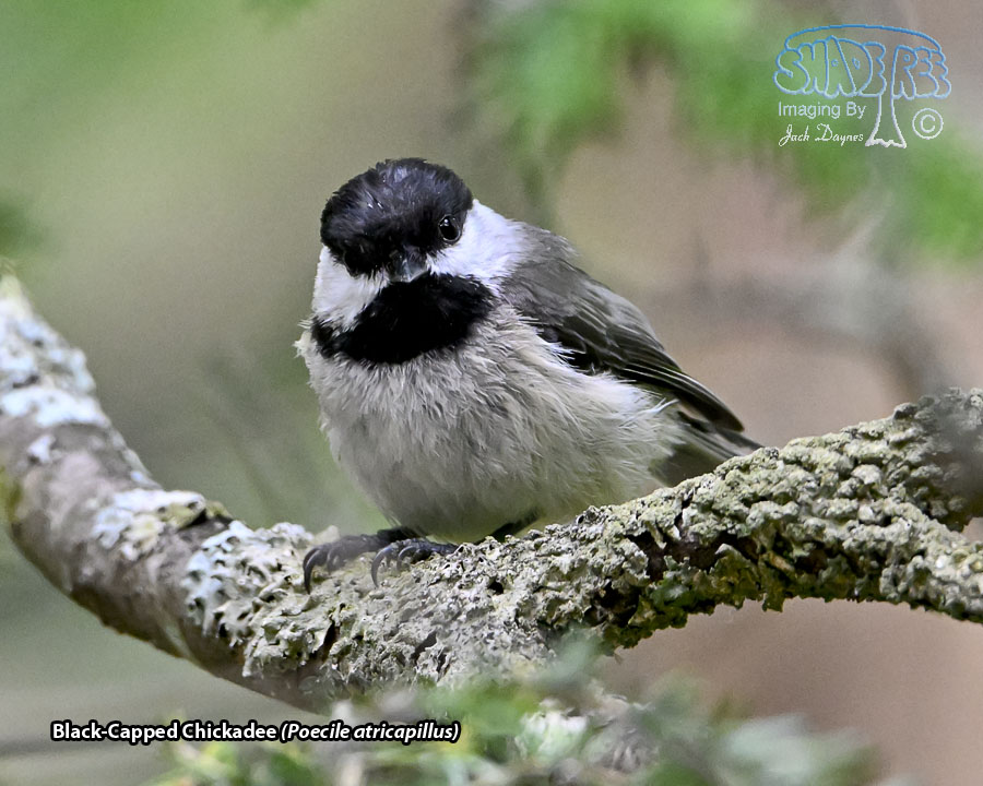 Black-Capped Chickadee - Poecile atricapillus