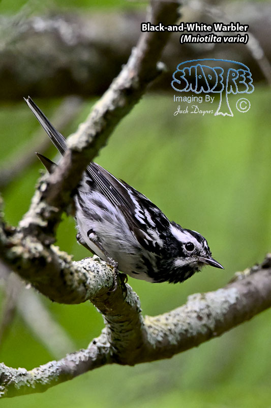 Black-and-White Warbler - Mniotilta varia