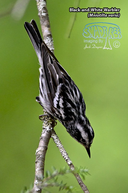 Black-and-White Warbler - Mniotilta varia