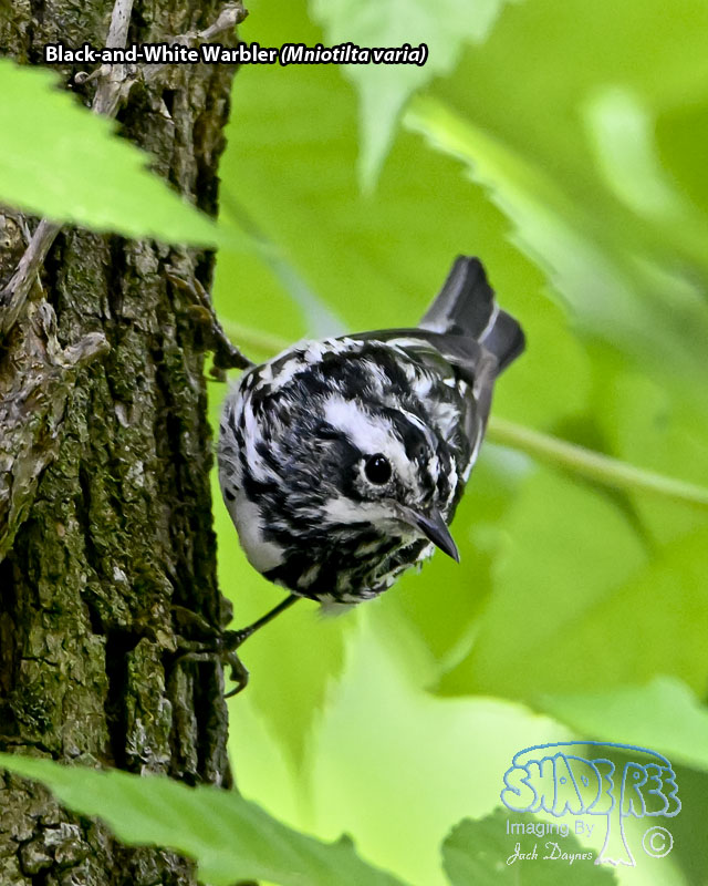 Black-and-White Warbler - Mniotilta varia