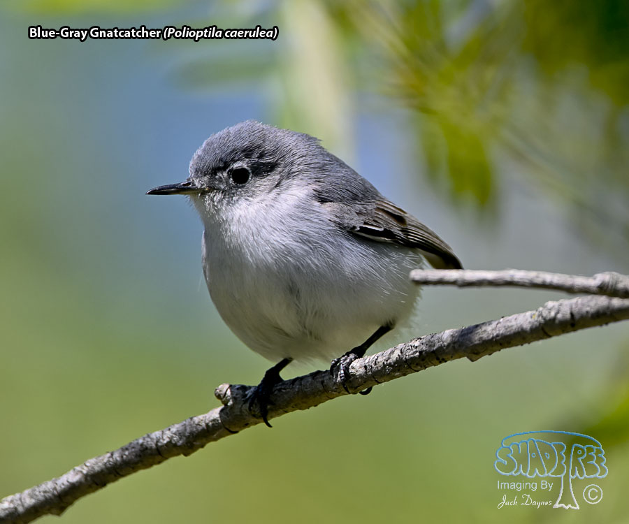 Blue-Gray Gnatcatcher - Polioptila caerulea