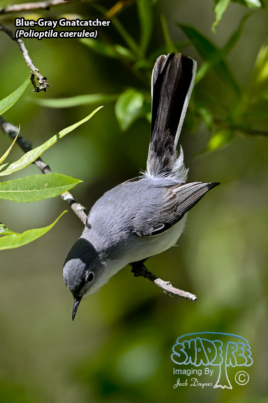 Blue-Gray Gnatcatcher - Polioptila caerulea