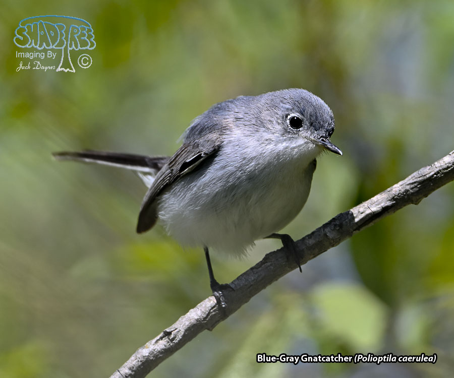 Blue-Gray Gnatcatcher - Polioptila caerulea