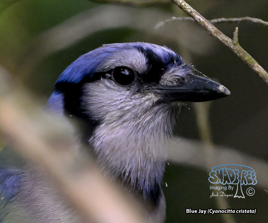 Blue Jay - Cyanocitta cristata