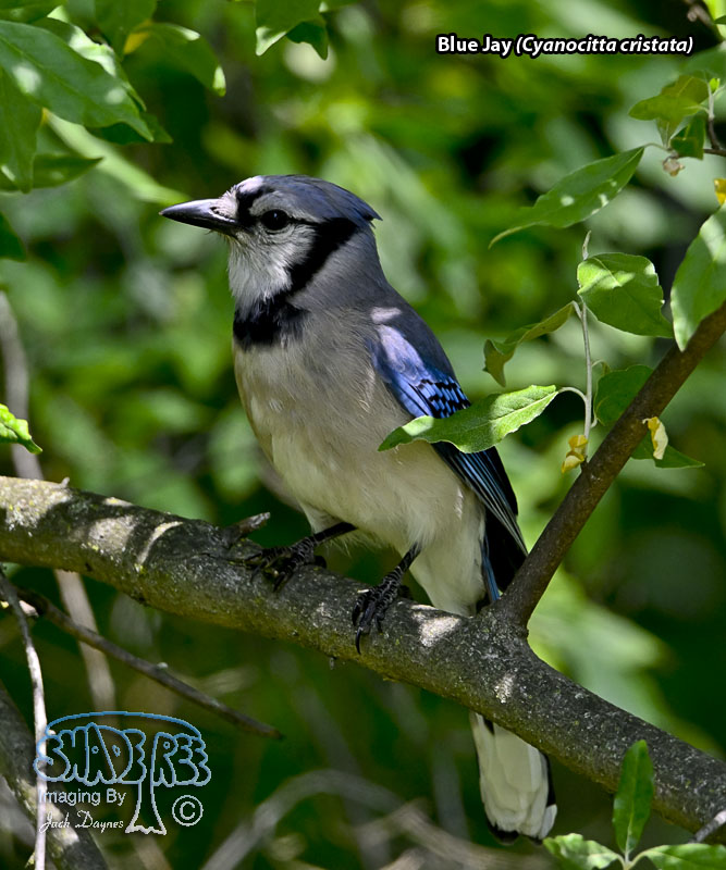 Blue Jay - Cyanocitta cristata
