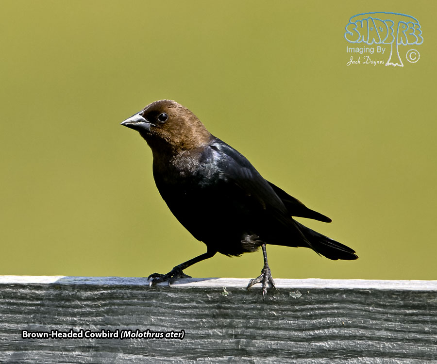 Brown-Headed Cowbird - Molothrus ater