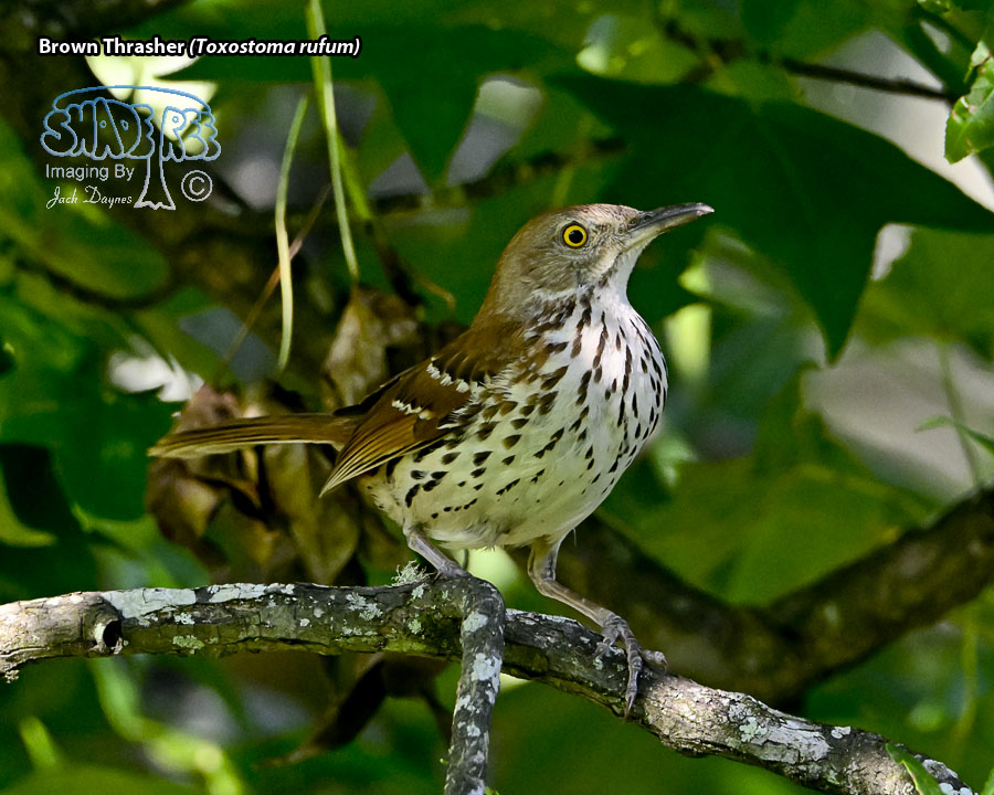 Brown Thrasher - Toxostoma rufum