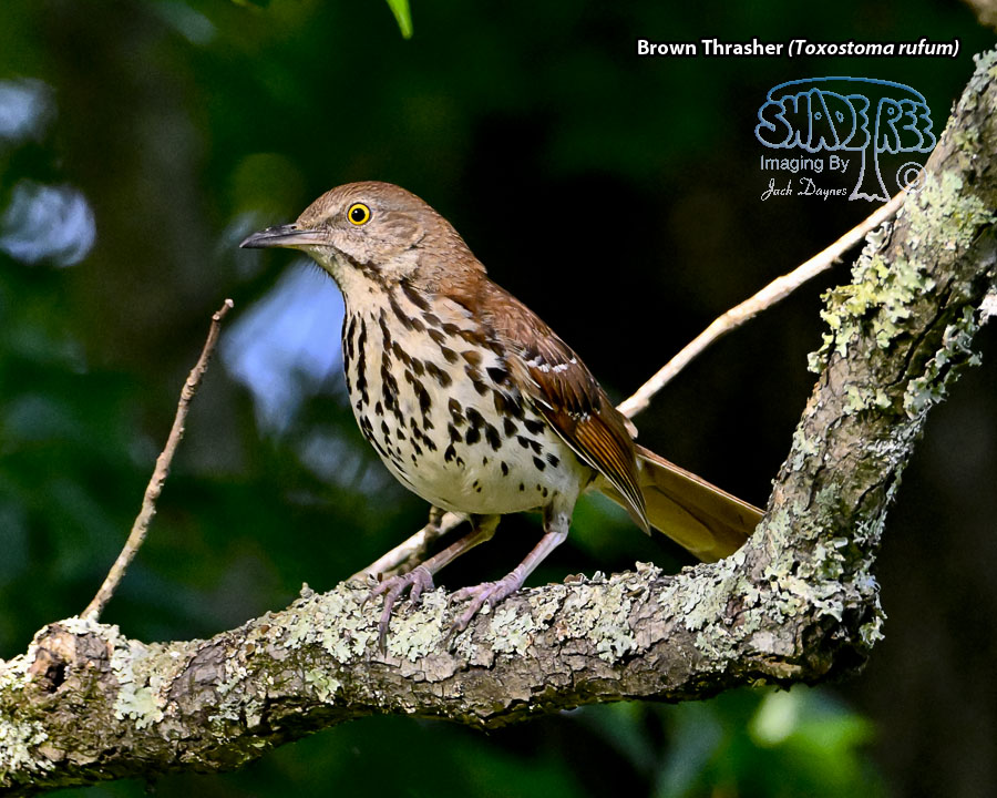 Brown Thrasher - Toxostoma rufum